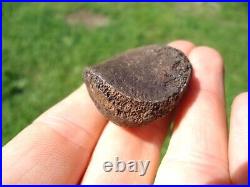 Rare Jaguar Patella Knee Cap Florida Fossils Ice Age Extinct Bones Cat Tooth Fl@