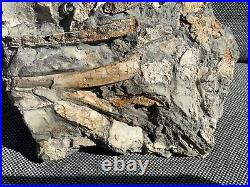 Rare Jurassic Fossil Crocodile Scutes & Various Bones Whitby, Yorkshire, England