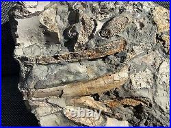 Rare Jurassic Fossil Crocodile Scutes & Various Bones Whitby, Yorkshire, England