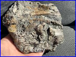 Rare Jurassic Fossil Crocodile Scutes & Various Bones Whitby, Yorkshire, England