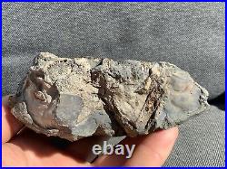 Rare Jurassic Fossil Crocodile Scutes & Various Bones Whitby, Yorkshire, England