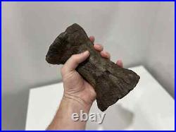 Rare Large Dinosaur Bone Fossil (Ceratosaurs, Museum Quality)