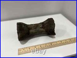 Rare Large Dinosaur Bone Fossil (Ceratosaurs, Museum Quality)