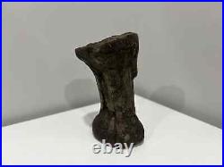 Rare Large Dinosaur Bone Fossil (Ceratosaurs, Museum Quality)