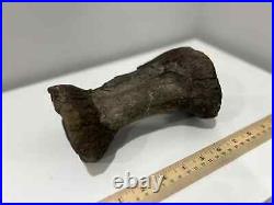 Rare Large Dinosaur Bone Fossil (Ceratosaurs, Museum Quality)