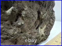 Rare Large Dinosaur Bone Fossil (Ceratosaurs, Museum Quality)