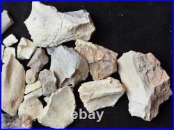 Rare Large Hyaenodon Bone Pieces, Hyaenodon horridus, Fossils, Oligocene, K304