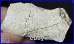 Rare Large Hyaenodon Bone Pieces, Hyaenodon horridus, Fossils, Oligocene, K304