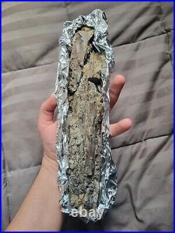 Rare Large Theropod Raptor Limb Fossil Dinosaur Bone Cretaceous Creek Fm