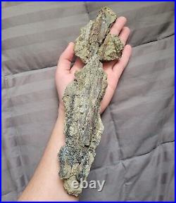 Rare Large Theropod Raptor Limb Fossil Dinosaur Bone Cretaceous Creek Fm