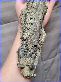 Rare Large Theropod Raptor Limb Fossil Dinosaur Bone Cretaceous Creek Fm