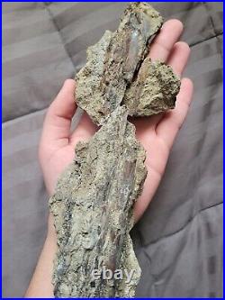 Rare Large Theropod Raptor Limb Fossil Dinosaur Bone Cretaceous Creek Fm