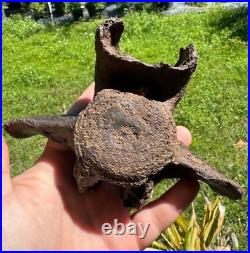 Rare PARAMYLODON SLOTH CAUDAL VERT VERTEBRA TAIL BONE Fossil Ice Age Sloth Bone