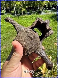 Rare PARAMYLODON SLOTH CAUDAL VERT VERTEBRA TAIL BONE Fossil Ice Age Sloth Bone