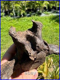 Rare PARAMYLODON SLOTH CAUDAL VERT VERTEBRA TAIL BONE Fossil Ice Age Sloth Bone