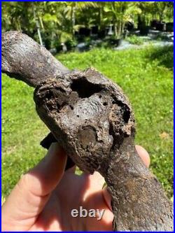 Rare PARAMYLODON SLOTH CAUDAL VERT VERTEBRA TAIL BONE Fossil Ice Age Sloth Bone