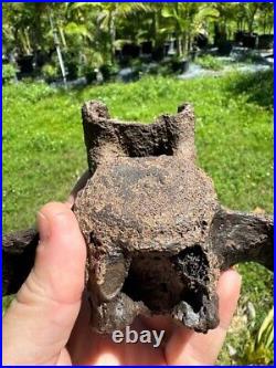 Rare PARAMYLODON SLOTH CAUDAL VERT VERTEBRA TAIL BONE Fossil Ice Age Sloth Bone