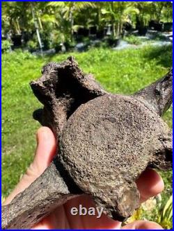 Rare PARAMYLODON SLOTH CAUDAL VERT VERTEBRA TAIL BONE Fossil Ice Age Sloth Bone