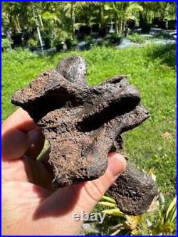 Rare PARAMYLODON SLOTH CAUDAL VERT VERTEBRA TAIL BONE Fossil Ice Age Sloth Bone