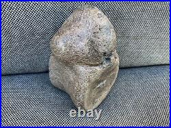 Rare Plesiosaur Vertebrae Fossil Bone Jurassic Marine Reptile, Whitby, Yorkshire