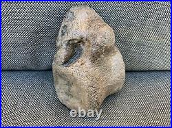 Rare Plesiosaur Vertebrae Fossil Bone Jurassic Marine Reptile, Whitby, Yorkshire