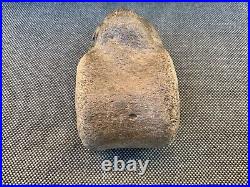 Rare Plesiosaur Vertebrae Fossil Bone Jurassic Marine Reptile, Whitby, Yorkshire