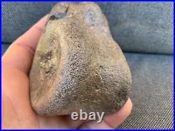 Rare Plesiosaur Vertebrae Fossil Bone Jurassic Marine Reptile, Whitby, Yorkshire