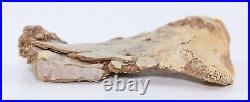 Rare Pteranodon Pterosaur Femur pc. 2.3 Fossil Bone Cretaceous Kansas COA 6259