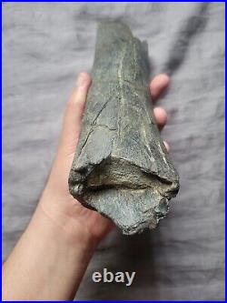 Rare Quality Big Gorgosaurus Fossil Theropod Limb Leg Bone Tyrannosaur Dinosaur