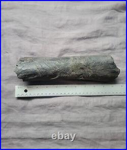 Rare Quality Big Gorgosaurus Fossil Theropod Limb Leg Bone Tyrannosaur Dinosaur