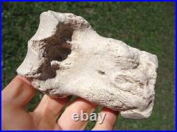 Rare Rihno Metapodial Toe Bone Valley Florida Fossils Miocene Extinct Tooth Age