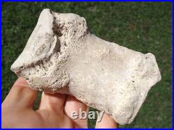 Rare Rihno Metapodial Toe Bone Valley Florida Fossils Miocene Extinct Tooth Age