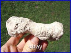 Rare Rihno Metapodial Toe Bone Valley Florida Fossils Miocene Extinct Tooth Age