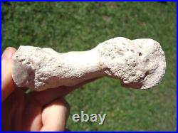 Rare Rihno Metapodial Toe Bone Valley Florida Fossils Miocene Extinct Tooth Age