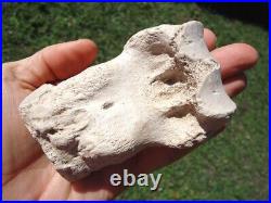 Rare Rihno Metapodial Toe Bone Valley Florida Fossils Miocene Extinct Tooth Age