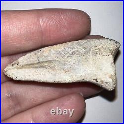 Rare STRUTHIOMIMUS Fossil Dinosaur Claw Bone 2.05 Inches