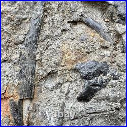 Rare Triassic Fossil Bed Fish, Shark, Reptile Bones & Coprolite Blue