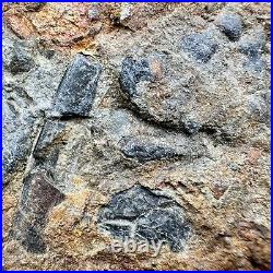 Rare Triassic Fossil Bed Fish, Shark, Reptile Bones & Coprolite Blue