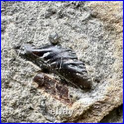 Rare Triassic Fossil Bed Fish, Shark, Reptile Bones & Coprolite Blue