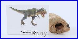 Rare Tyrannosaurus rex T Rex Fossil Metatarsal Bone 2+ South Dakota SD COA 6252