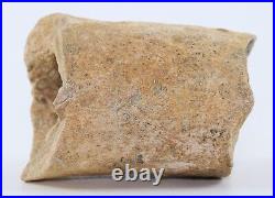 Rare Tyrannosaurus rex T Rex Fossil Metatarsal Bone 2+ South Dakota SD COA 6252