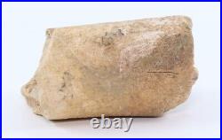 Rare Tyrannosaurus rex T Rex Fossil Metatarsal Bone 2+ South Dakota SD COA 6252