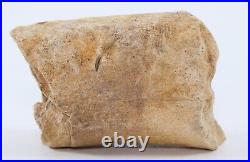 Rare Tyrannosaurus rex T Rex Fossil Metatarsal Bone 2+ South Dakota SD COA 6252