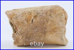 Rare Tyrannosaurus rex T Rex Fossil Metatarsal Bone 2+ South Dakota SD COA 6252