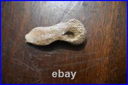 Rare Whole Oviraptor Metatarsal Foot Bone 2 Long Hell Creek Formation