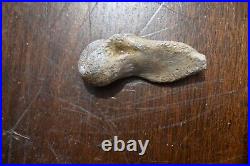 Rare Whole Oviraptor Metatarsal Foot Bone 2 Long Hell Creek Formation