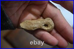 Rare Whole Oviraptor Metatarsal Foot Bone 2 Long Hell Creek Formation