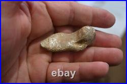 Rare Whole Oviraptor Metatarsal Foot Bone 2 Long Hell Creek Formation