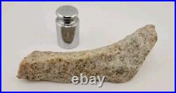 Real DINOSAUR BONE