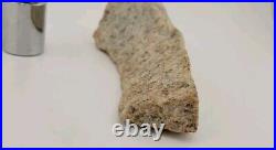 Real DINOSAUR BONE